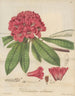 Rhododendron arboreum - William Jackson Hooker — näkymä teoksesta