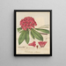 Rhododendron arboreum - William Jackson Hooker — kehystetty taideteos seinällä