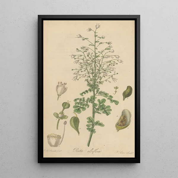 William Jackson Hooker - Ruta albiflora.webp