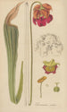 Sarracenia rubra - William Jackson Hooker — näkymä teoksesta