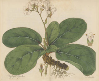 William Jackson Hooker - Saxifraga ligulata.webp
