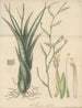 Tillandsia aloifolia - William Jackson Hooker — näkymä teoksesta