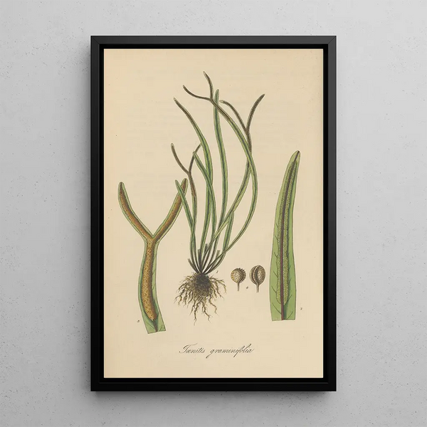 William Jackson Hooker - Toenitis graminifolia.webp