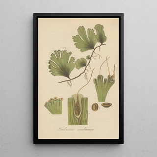 William Jackson Hooker - Trichomanes membranacea.webp