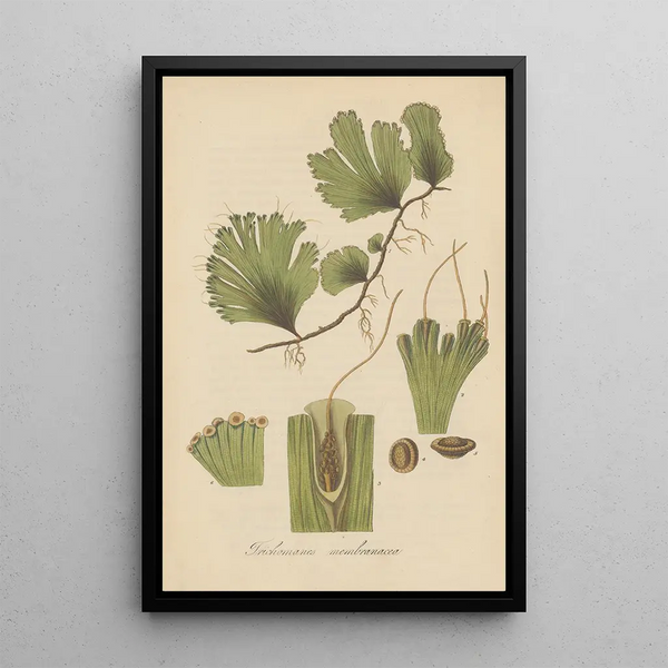 William Jackson Hooker - Trichomanes membranacea.webp