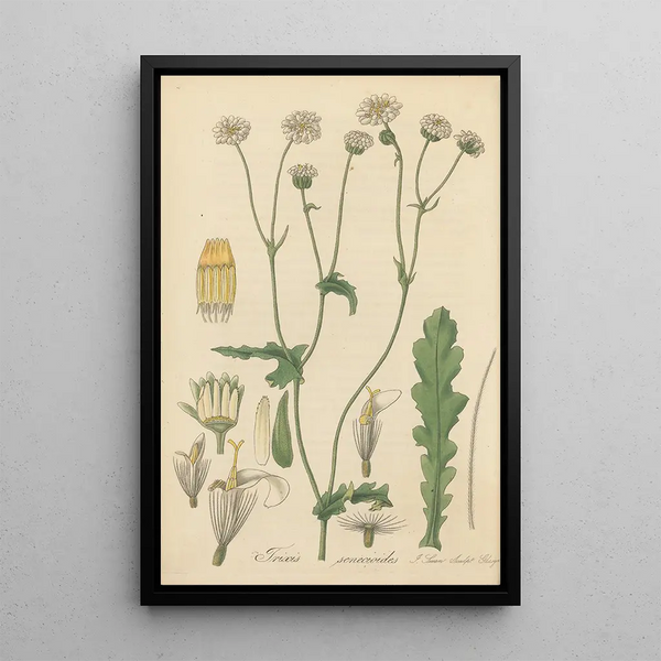 William Jackson Hooker - Trixis senecioides.webp