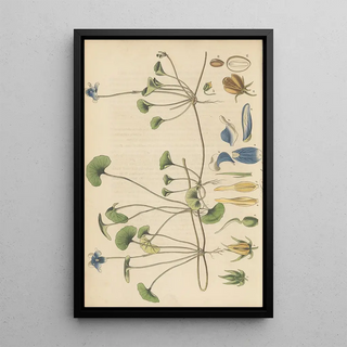 William Jackson Hooker - Viola hederacea.webp