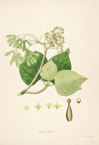 William Roxburgh - Plants of the coast of Coromandel Pl001.webp