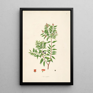 William Roxburgh - Plants of the coast of Coromandel Pl002.webp