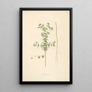 William Roxburgh - Plants of the coast of Coromandel Pl003.webp