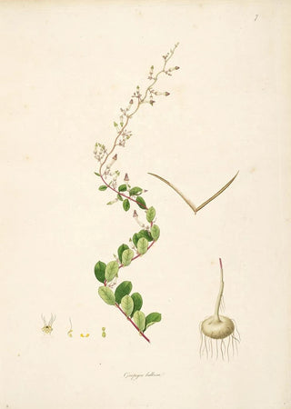 William Roxburgh - Plants of the coast of Coromandel Pl007.webp