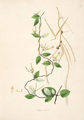 William Roxburgh - Plants of the coast of Coromandel Pl009.webp
