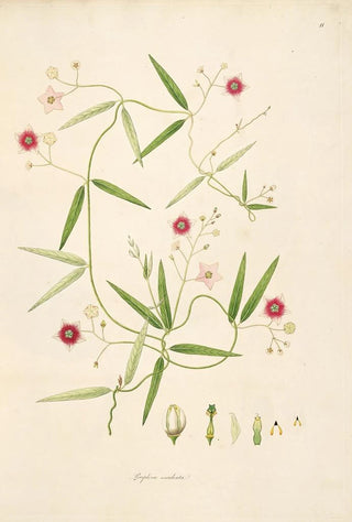 William Roxburgh - Plants of the coast of Coromandel Pl011.webp