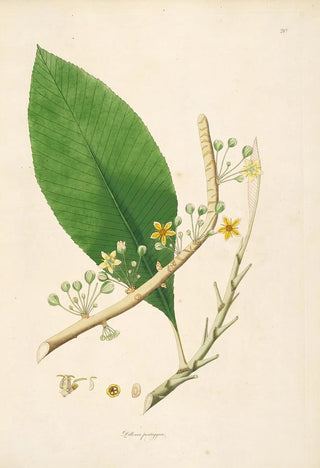 William Roxburgh - Plants of the coast of Coromandel Pl020.webp