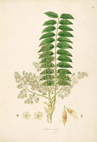 William Roxburgh - Plants of the coast of Coromandel Pl023.webp