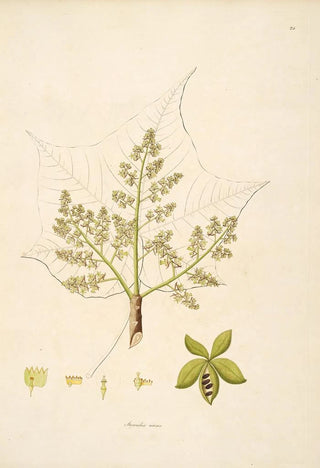 William Roxburgh - Plants of the coast of Coromandel Pl024.webp