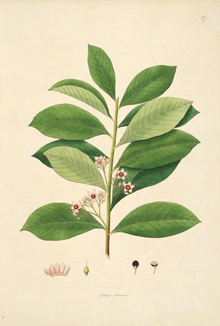 William Roxburgh - Plants of the coast of Coromandel Pl027.webp
