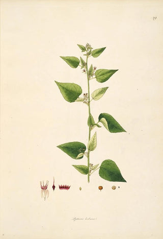 William Roxburgh - Plants of the coast of Coromandel Pl029.webp