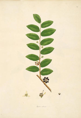 William Roxburgh - Plants of the coast of Coromandel Pl034.webp