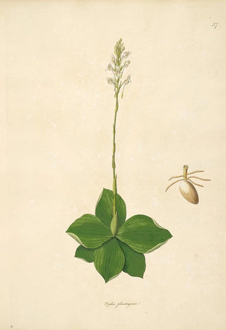 William Roxburgh - Plants of the coast of Coromandel Pl037.webp