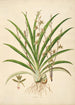 Coromandelin rannikon kasvit Pl038 - William Roxburgh — näkymä teoksesta