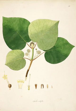 William Roxburgh - Plants of the coast of Coromandel Pl053.webp