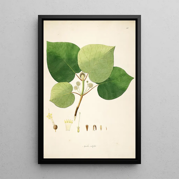 William Roxburgh - Plants of the coast of Coromandel Pl053.webp