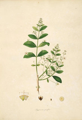William Roxburgh - Plants of the coast of Coromandel Pl066.webp