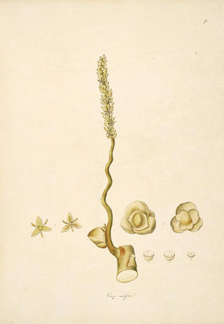 William Roxburgh - Plants of the coast of Coromandel Pl073.webp