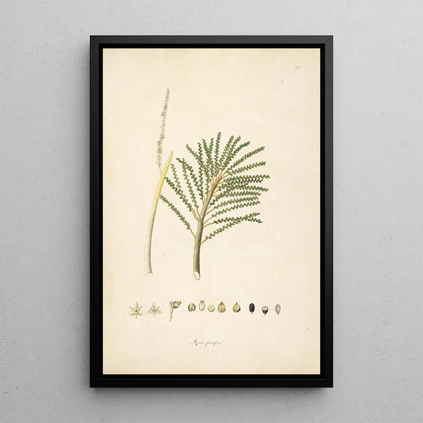 William Roxburgh - Plants of the coast of Coromandel Pl074.webp