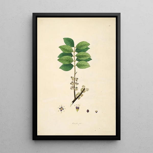 William Roxburgh - Plants of the coast of Coromandel Pl082.webp