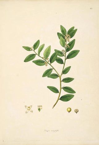 William Roxburgh - Plants of the coast of Coromandel Pl083.webp