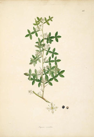 William Roxburgh - Plants of the coast of Coromandel Pl086.webp