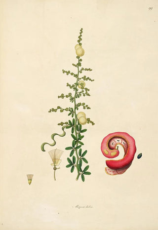 William Roxburgh - Plants of the coast of Coromandel Pl099.webp