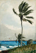 Palmier à Nassau - Winslow Homer — näkymä teoksesta