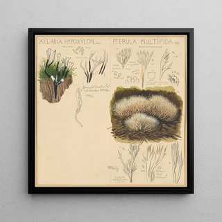 Hans Walty - Xylaria hypoxylon Pterula multifida.webp