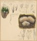 Xylaria hypoxylon Pterula multifida - Hans Walty — näkymä teoksesta