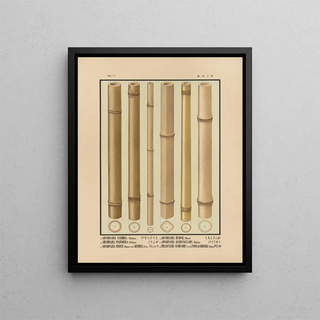 Yasuyoshi Shirasawa - Icones of the bamboos of Japan Nihon chikurui zufu Pl14.webp