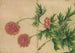 Pivoine-maalaus - Zhang Ruo'ai — näkymä teoksesta