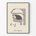 Koulutusjuliste ääntämisen anatomia C-J
