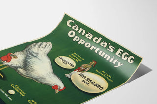 canadas-egg-opportunity
