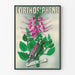 Vintagejuliste L'Orthosiphène - kasviinspirainen seinäkoristelu