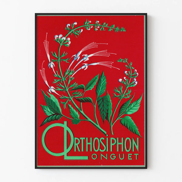 Botaaninen juliste Orthosiphon Longuet - Vintage-maisemointiseinäkoriste