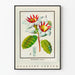 Vintage kasvi juliste kukka Strophanthus gratus Ouabaïne Arnaud