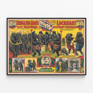 ringling-bros-marvelous-acting-pachyderms-lockhart-elephant-comedians
