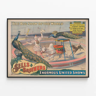 sells-brothers-enormous-united-shows-the-wonderful-snow-white-zebu-and-riding-peacock